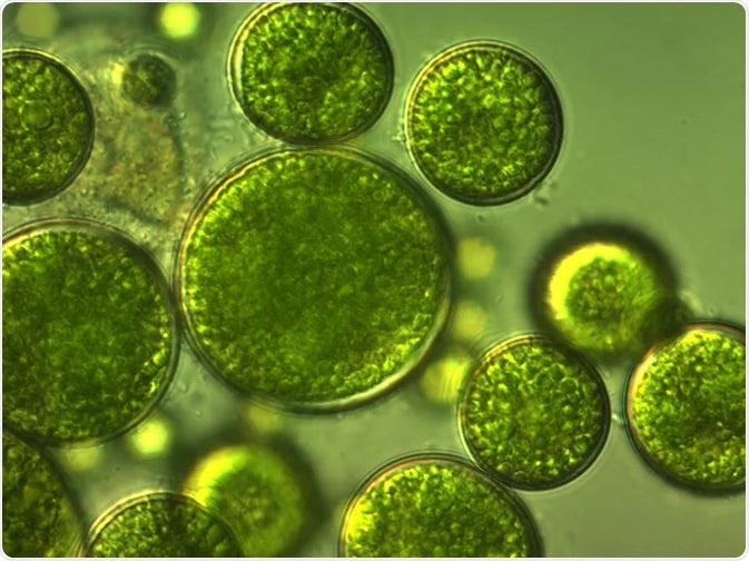 Chlorella vs. Spirulina: What’s the Difference (and Why You Actually Want Both)